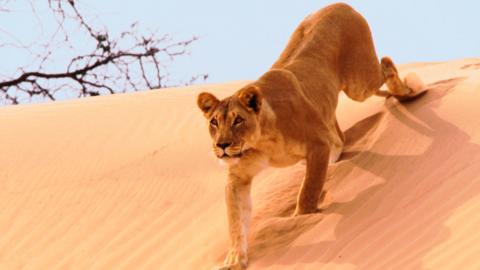 Lion on the hunt descending sand dunes in the hot desert sun.
