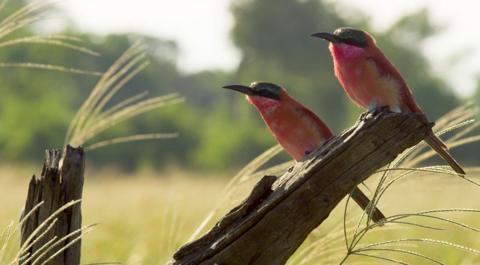 Two red birds stood on a tree branch