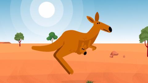 a kangaroo is hopping through a sunny sandy plain