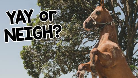 A horse, Blaze, is on its back legs standing upright. Text reads Yay or Neigh?.
