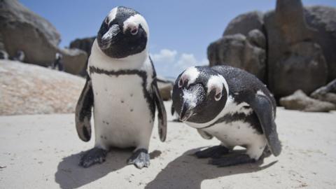 Penguins