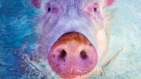 Close up of a pig poking its head out of the sea