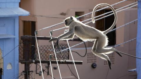 Langur monkey leaping across a rooftop in Jodhpur, India
