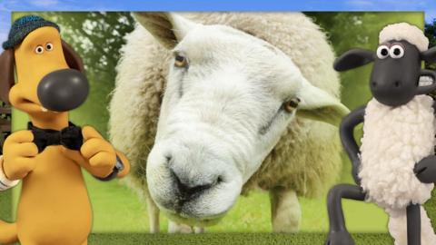 A sheep is peering at the camera next to Shaun and Bitzer