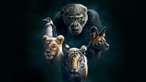 A promotional image from Dynasties, showing a chimpanzee, a painted wolf, a tiger, a lioness and an emperor penguin.