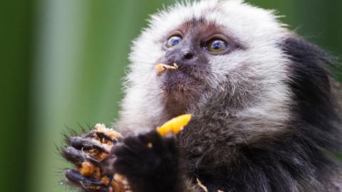 A monkey eating fruit.