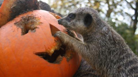 A meerkat playing with a carved pumpkin