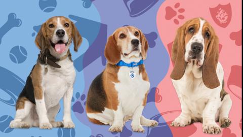 A beagle, Henry the Blue Peter dog and a basset hound
