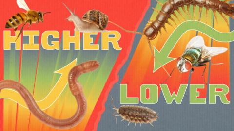 bp-creepy-crawlie-higher-lower-index