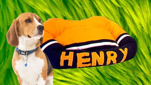 Henry the Blue Peter dog with a DIY dog bed