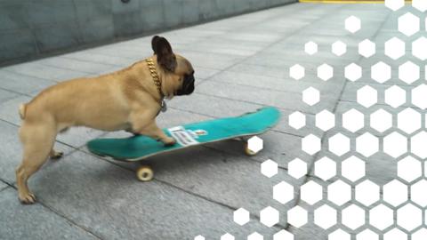 Eroc the dog on his skateboard.