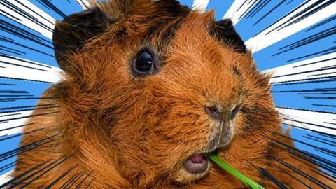 A thoughtful guinea pig