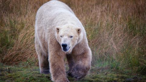 Bear wandering through the grass