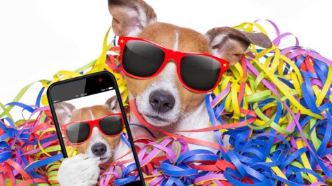 Dog surrounded by coloured streamers taking a selfie.
