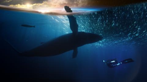A silhouette of a whale in the ocean.