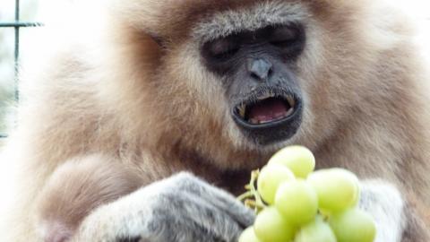 Monkey eating grapes