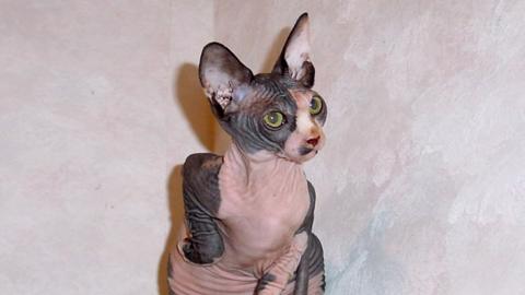 Youre a Silly Sphynx!