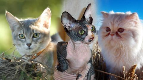 An Abysinnian cat, a Sphynx cat and a Persian cat