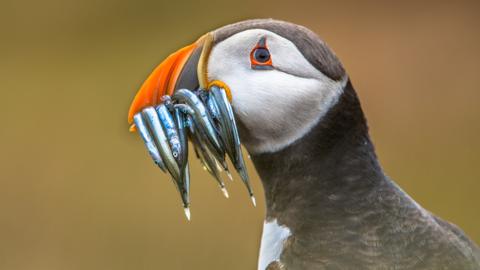 Puffin with fish in it's beak.