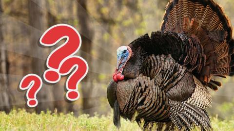 A turkey in a field.