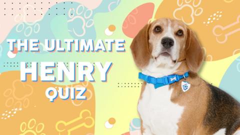 Henry the Blue Peter dog, he is sat looking forward on a colourful background.