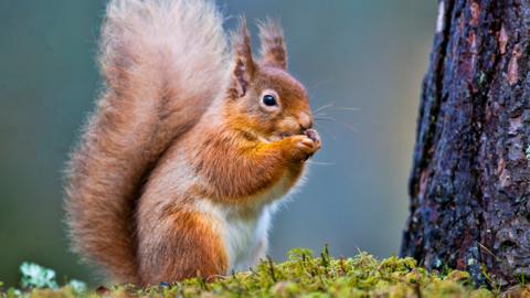 A squirrel.