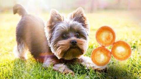 A Yorkshire terrier looking at three Yorkshire puddings