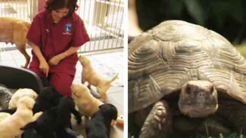 Guide Dog puppies and Shelley, the tortoise
