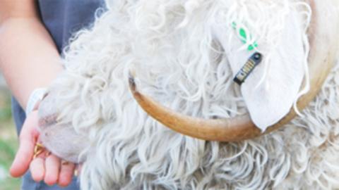 A boy feeding an animal at Barleylands Farm.
