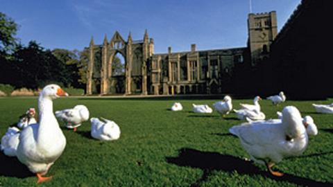 A flock of geese relaxing in the sun in front of the abbey.