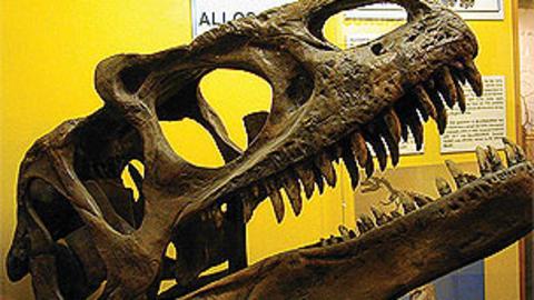 The fossilised skull of a dinosaur.