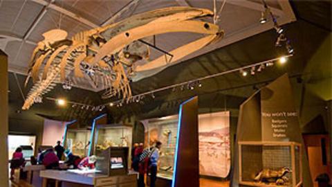 The interior of the Manx museum with various exhibitions and displays. A whale skeletion is hanging from the ceiling.