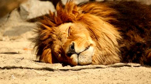 A sleeping lion.