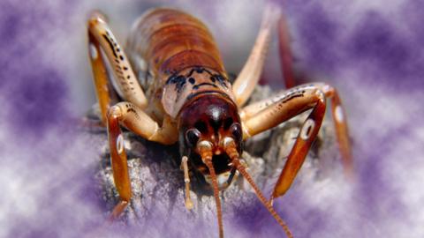 A giant weta bug, which looks like a cross between a locust and a grasshopper, crawls over a rock, glistening in a purple cloud of smoke.