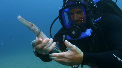 Steve Backshall and a trumpet fish.
