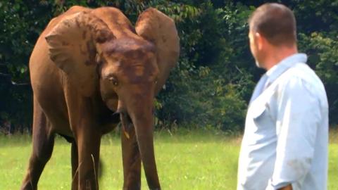 Steve Backshall and an elephant.