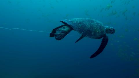 Steve Backshall in a scuba suit with a turtle trapped in a net.
