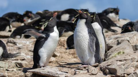 A group of three rockhopper penguins gather on some rocks.