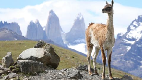 Click to play a quiz about Frozen Planet episode, Frozen Peaks.