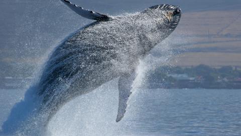 Humpback whale jumping from the sea with a splash!