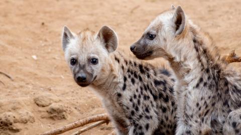Two young hyena pups.
