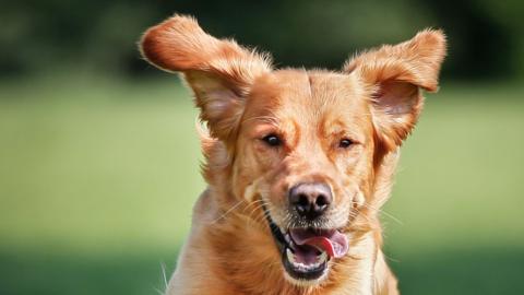 A dog.