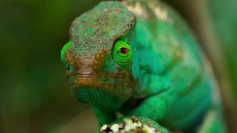 A close up of chameleon on a tree branch in the jungle