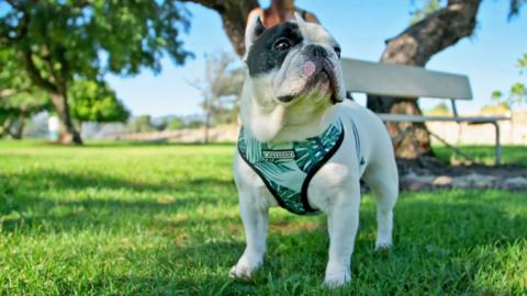 A dog with a colourful protective coat stares to his left in a park.