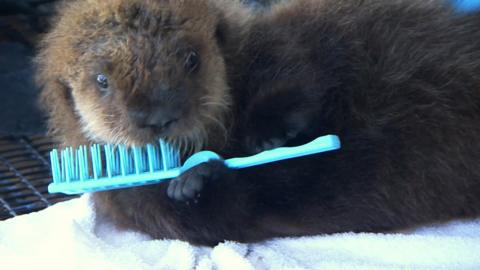 A baby otter is lying on a table holding a small plastic brush close to it's face.