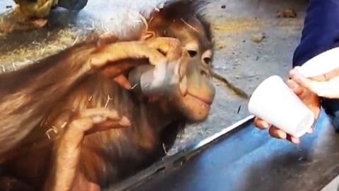 An Orangutan looking at a paper cup.