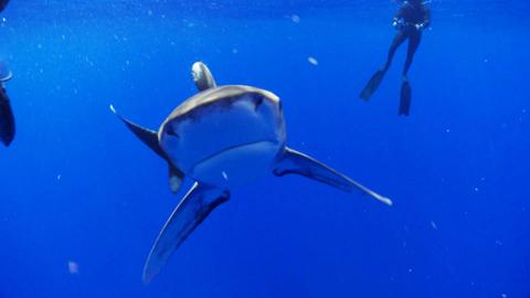 Oceanic Whitetip shark with diver behind.