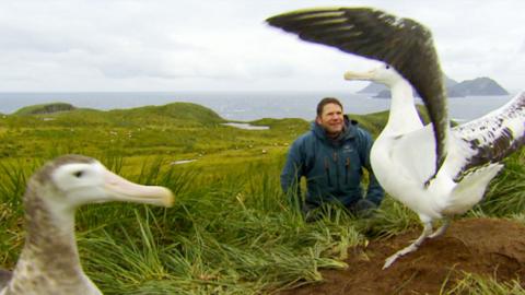 Bird Island - Wandering Albatross