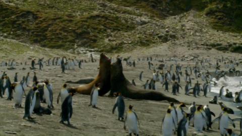 =?UTF-8?Q?Deadly_South_Georgia_=C2=96_Elephant_Seals?=