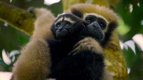 A hoolock gibbon and its baby.